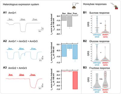 Sugar perception in <mark class="highlighted">honeybees</mark>